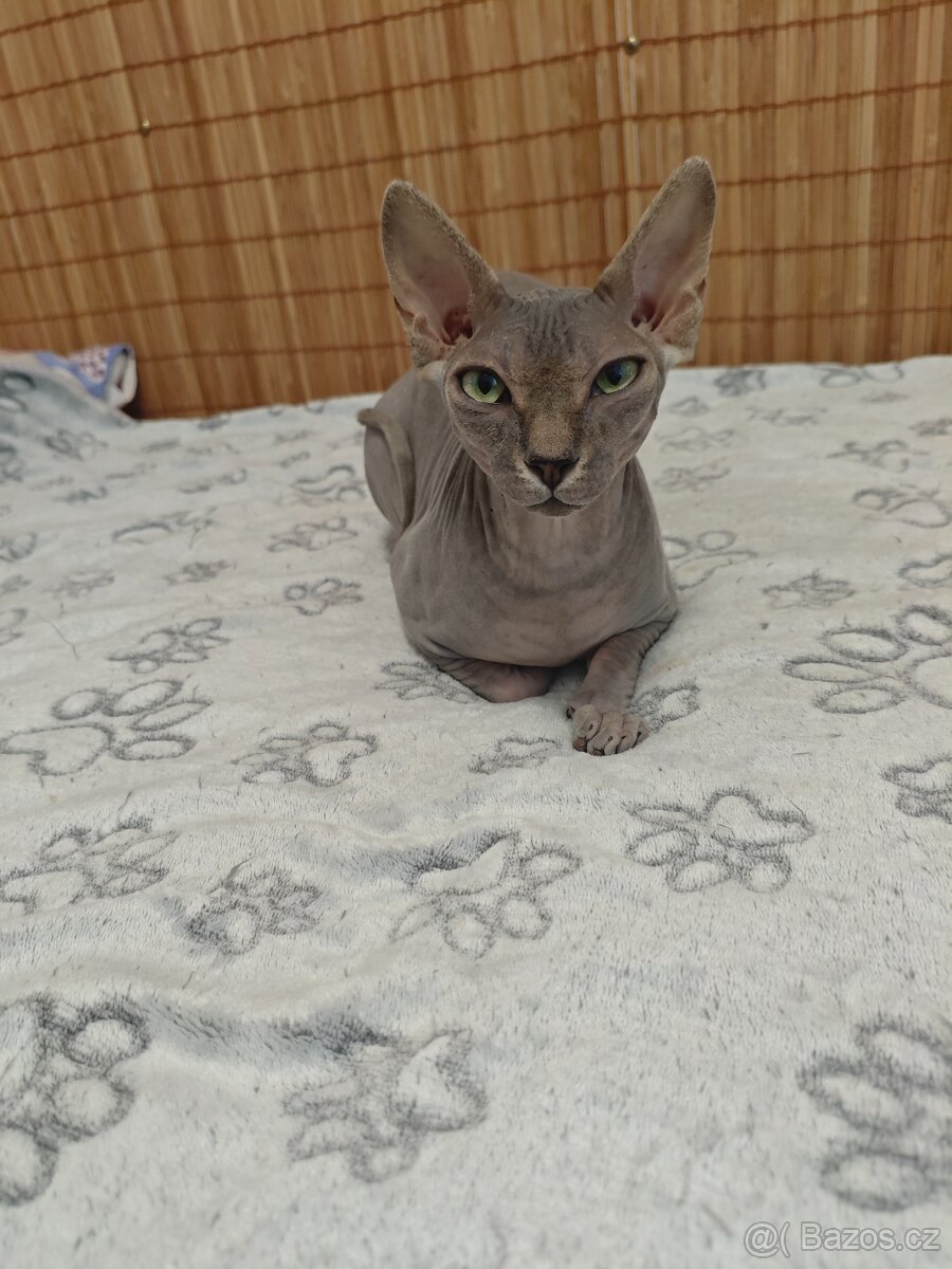 Sphyx