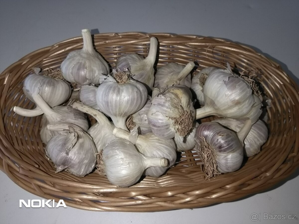 Český česnek - modrý paličák