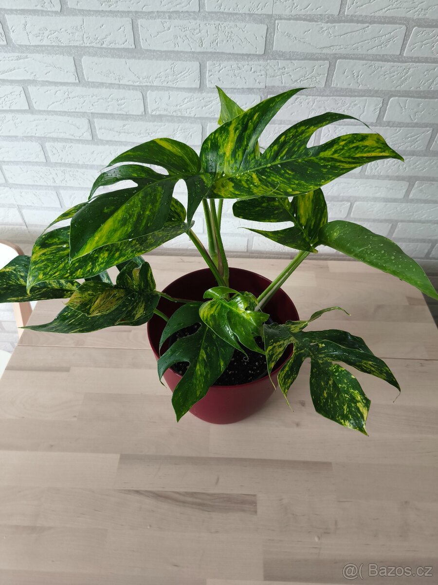 Epipremnum Golgfinger