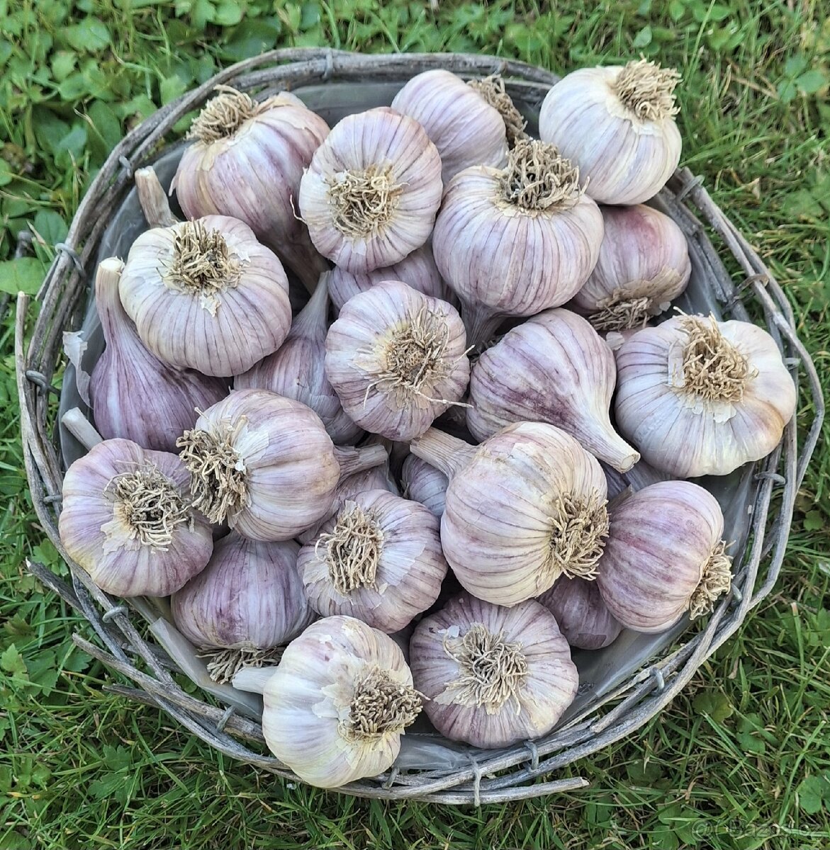 Český česnek  Slavin II