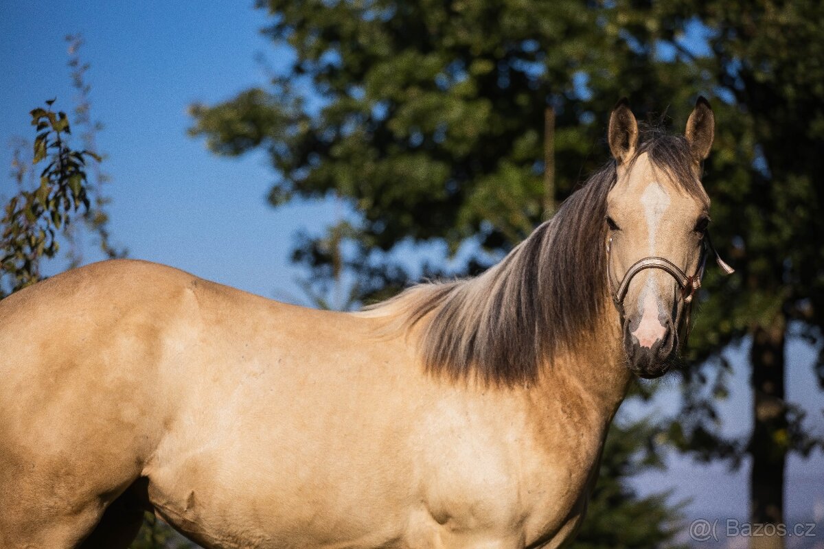 QH valášek 100% charakter