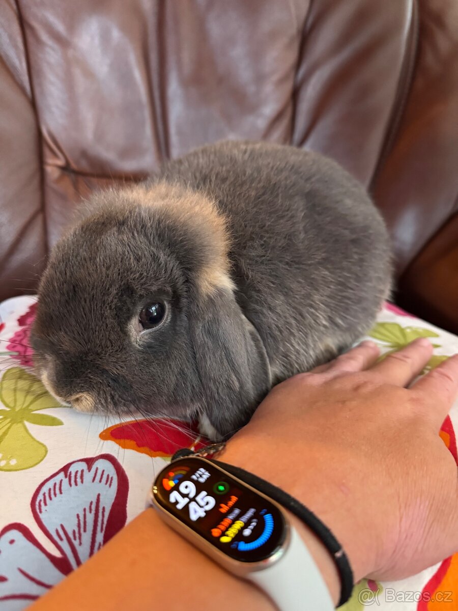 Daruji minilop králíčky