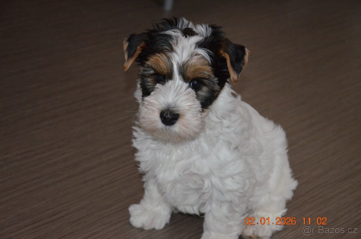 štěňata biewer teriera