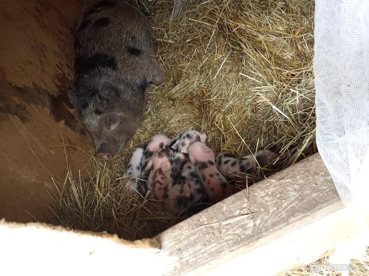 Gottingenská sviňka k chovu