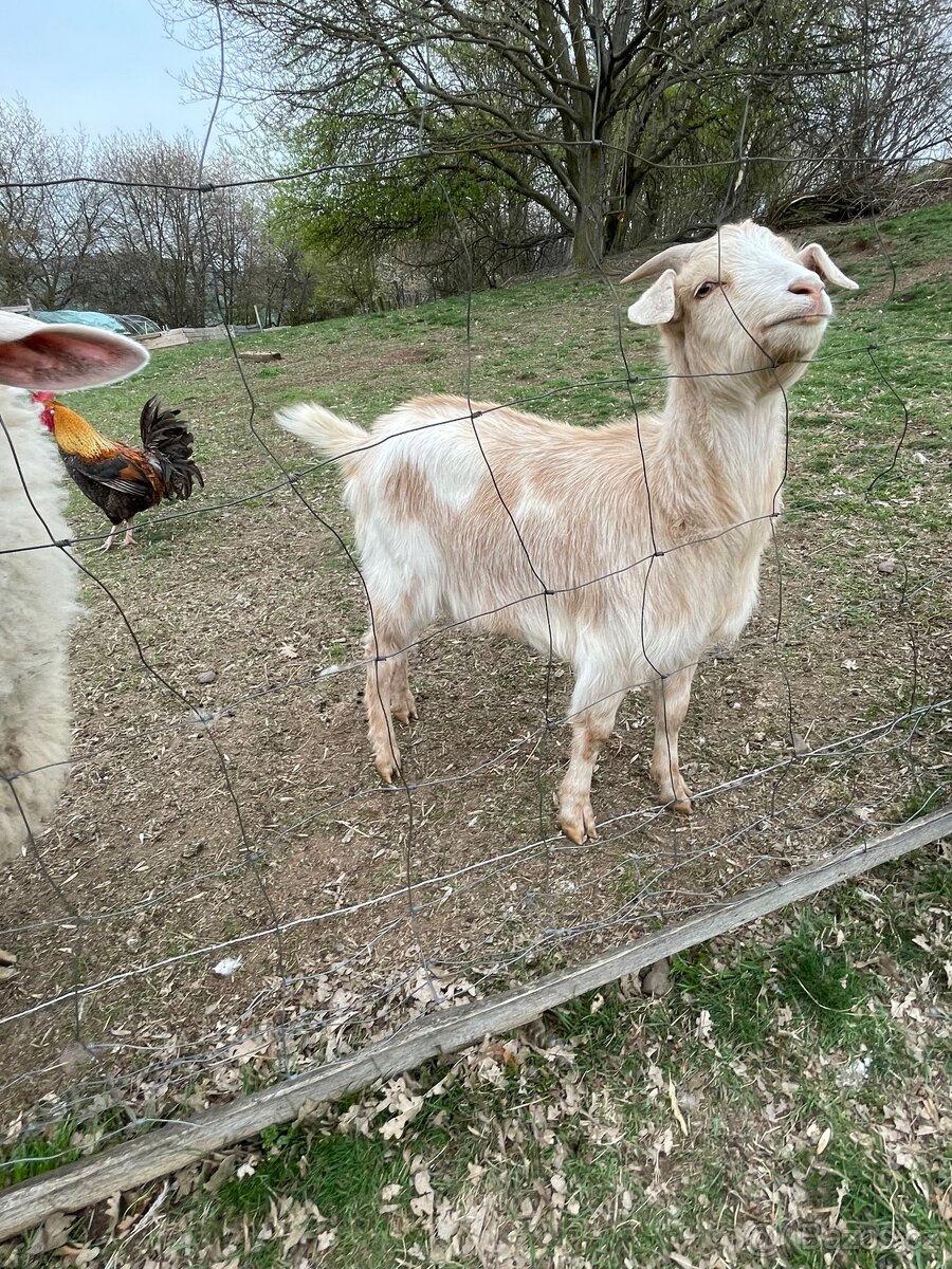 Prodám, vyměním kůzle