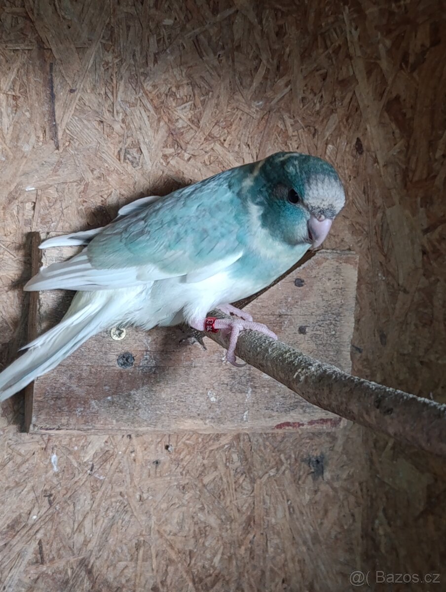 Kakarik
