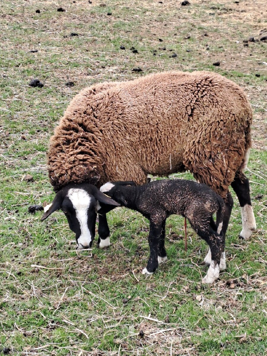 Prodej jehňat plemena Zwartbles.