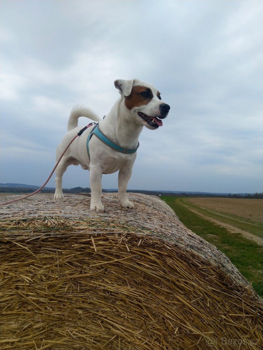 Jack Russell Terriér - krytí