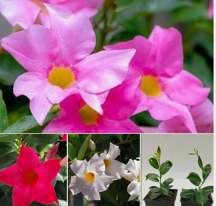 Mandevilla