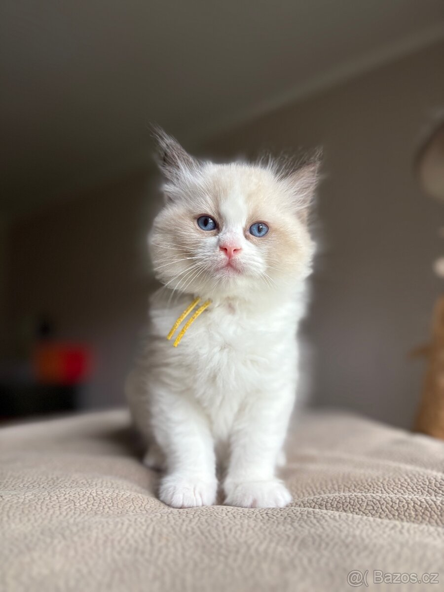 Ragdoll s PP / Ragdoll kotě s PP