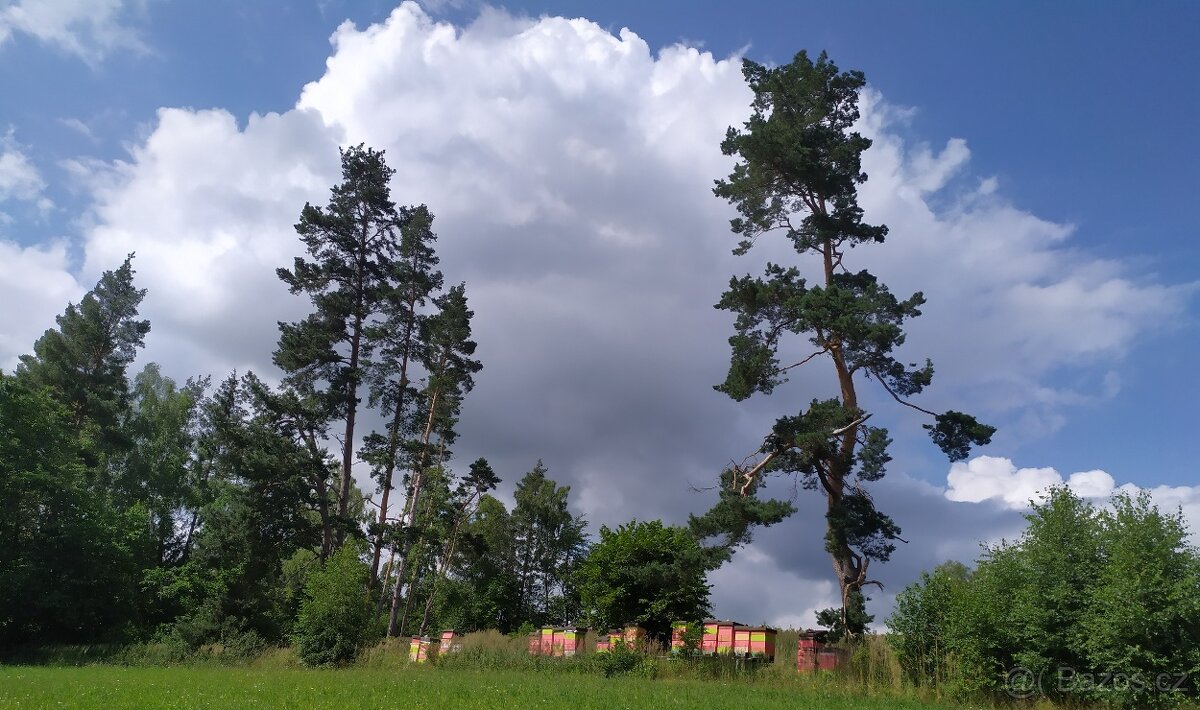 včelí med