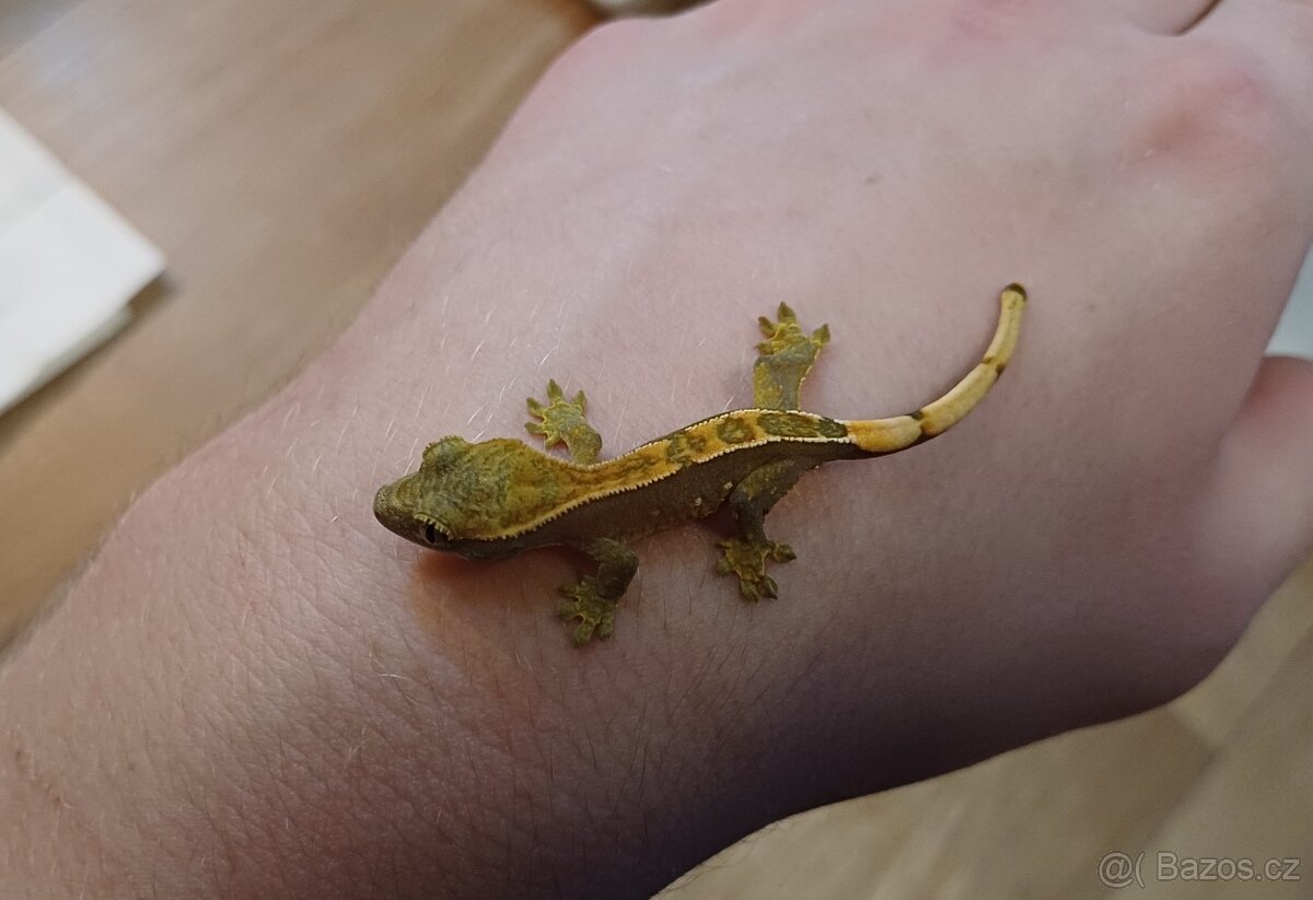 Mláďata Pagekonů řasnatých