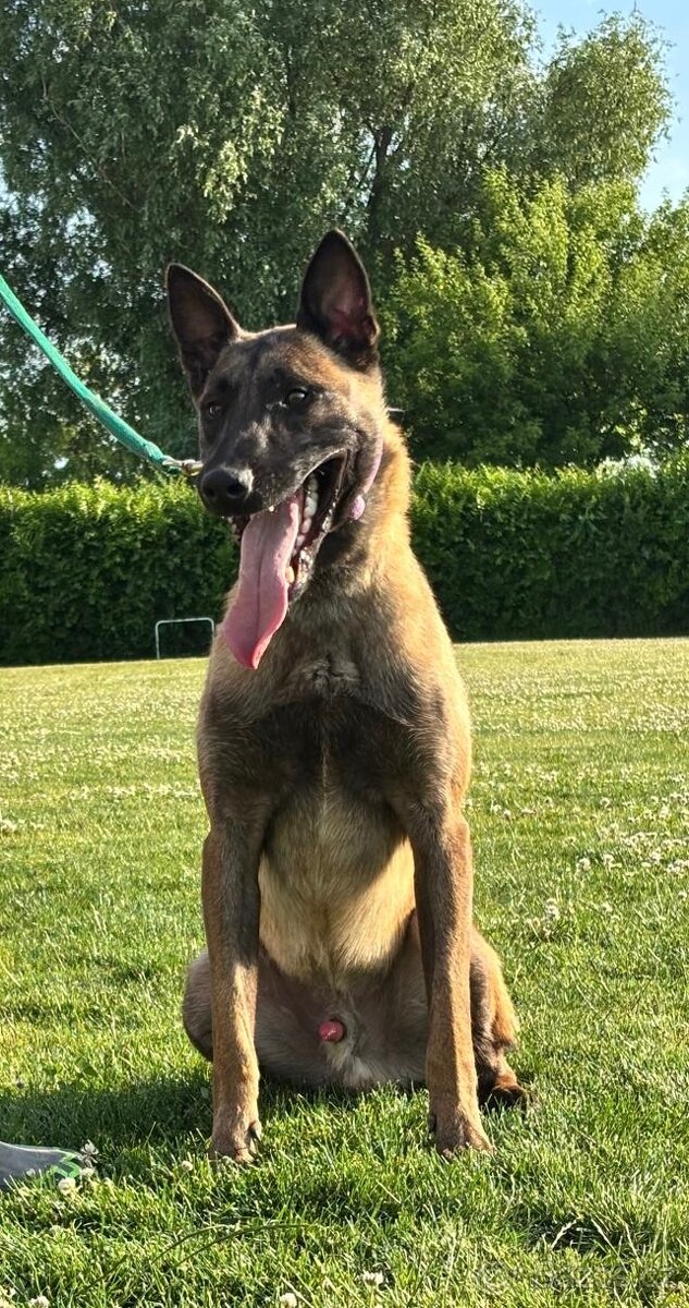 Belgický ovčák s PP malinois