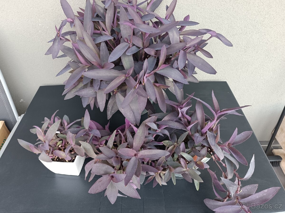 Trandescantia pallida