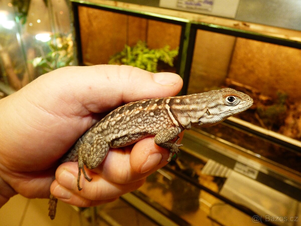 Leguán trnitý (Oplurus cyclurus)