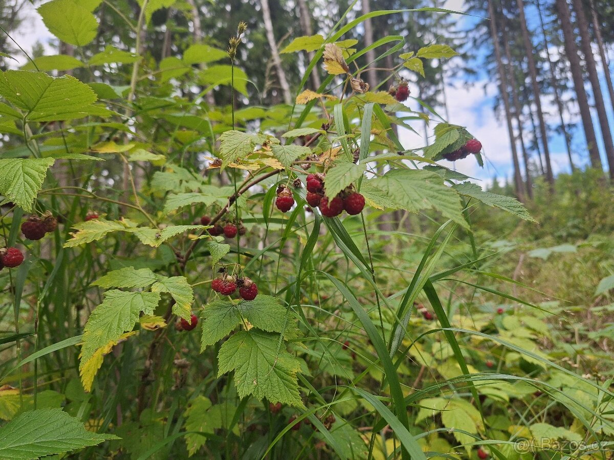 Lesní maliny