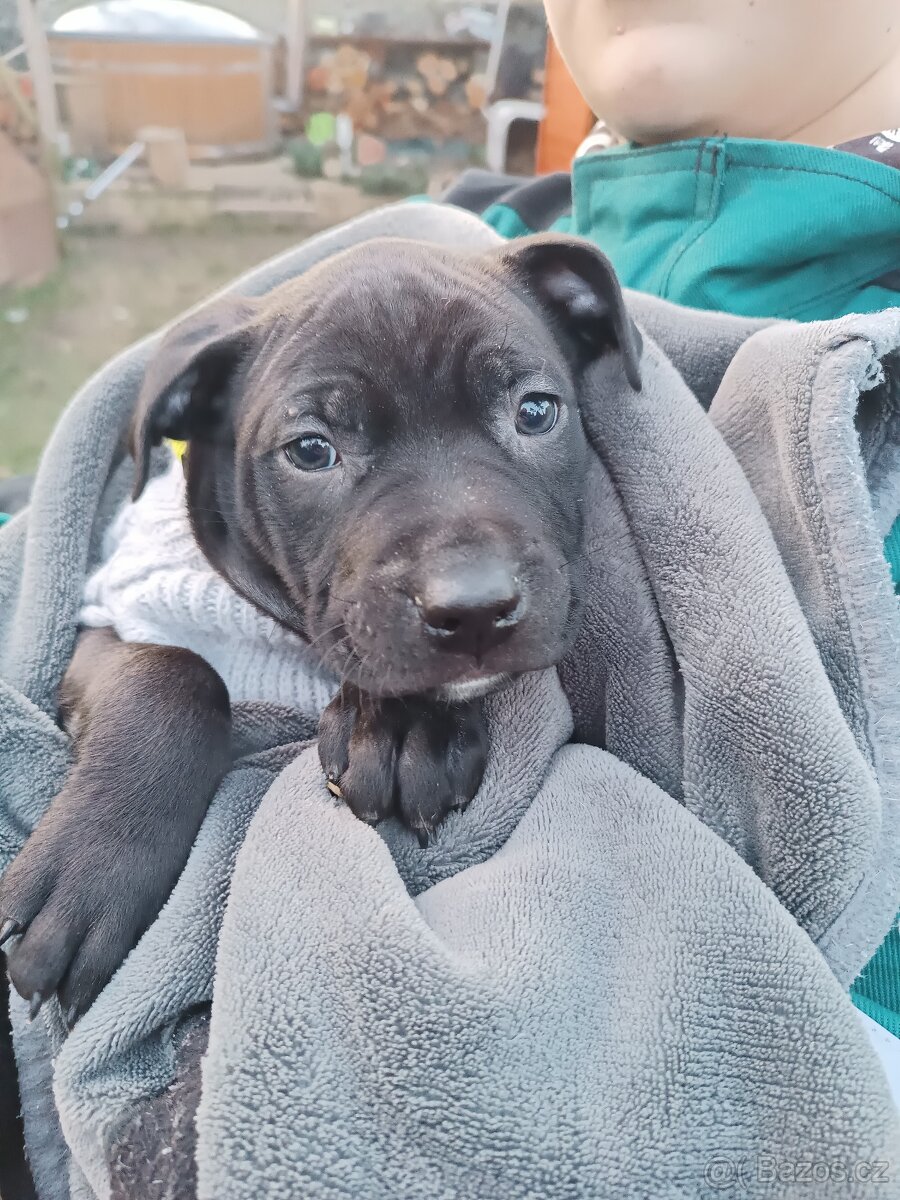 Americký pitbull teriér