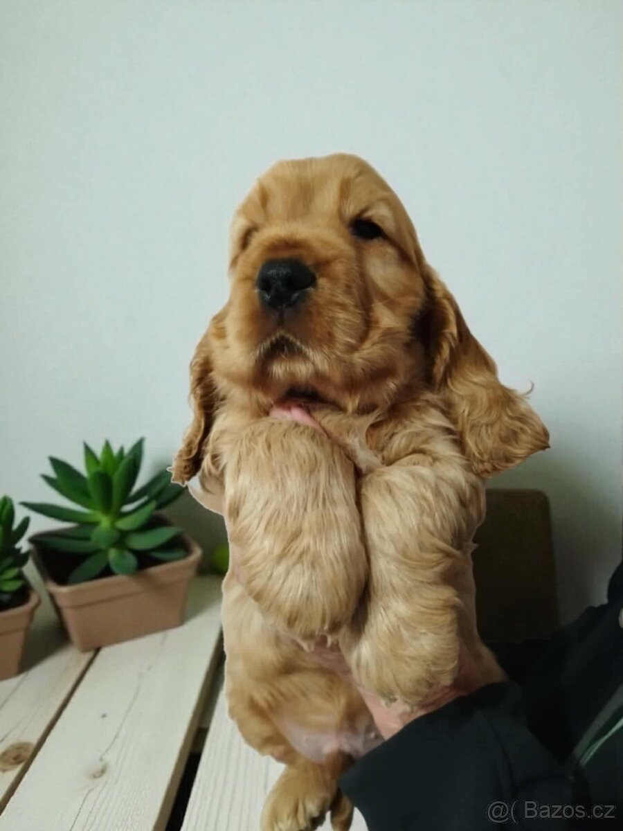 Anglický kokršpaněl s PP