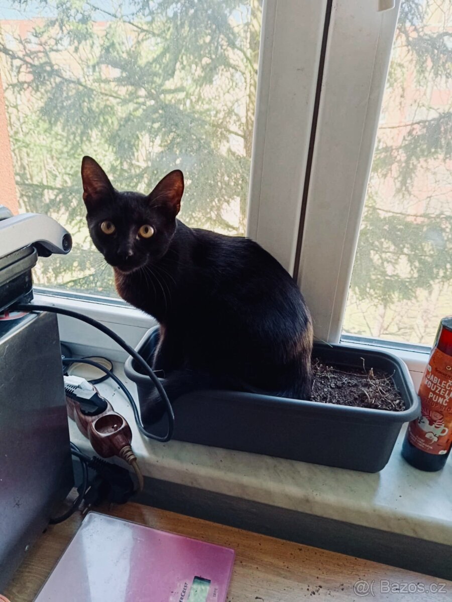 Kocourek Balerion hledá nový domov