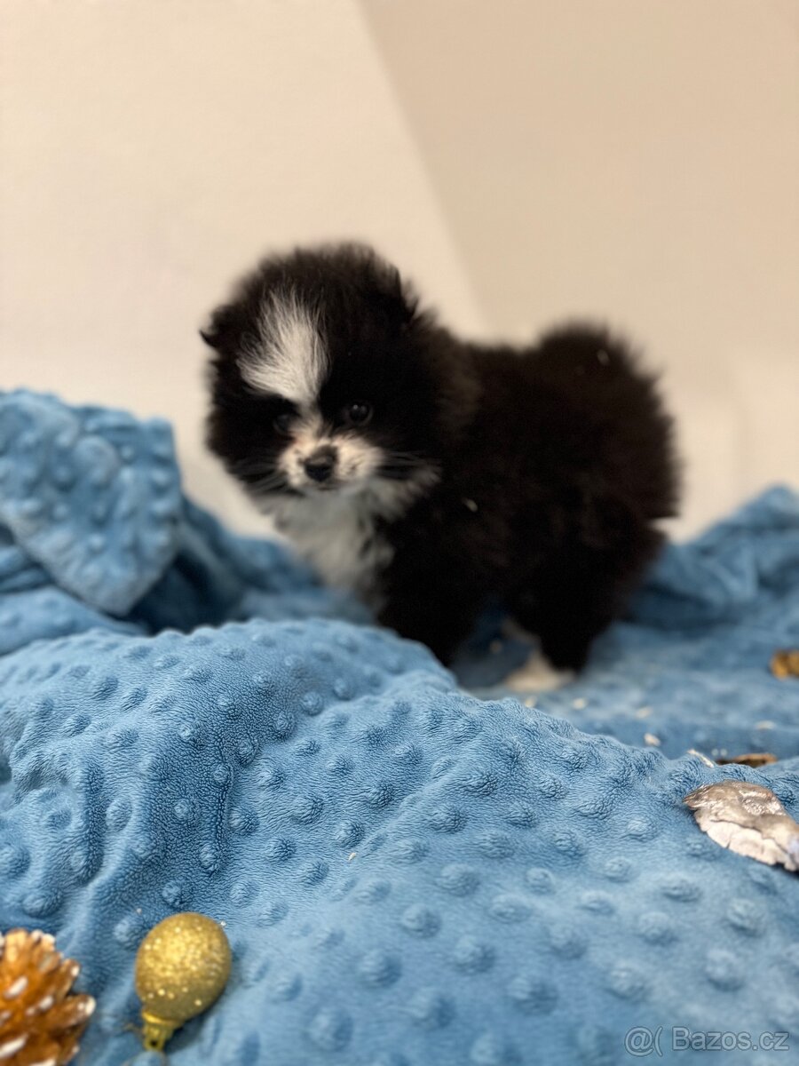 Štěňátka trpasličí špic bez PP