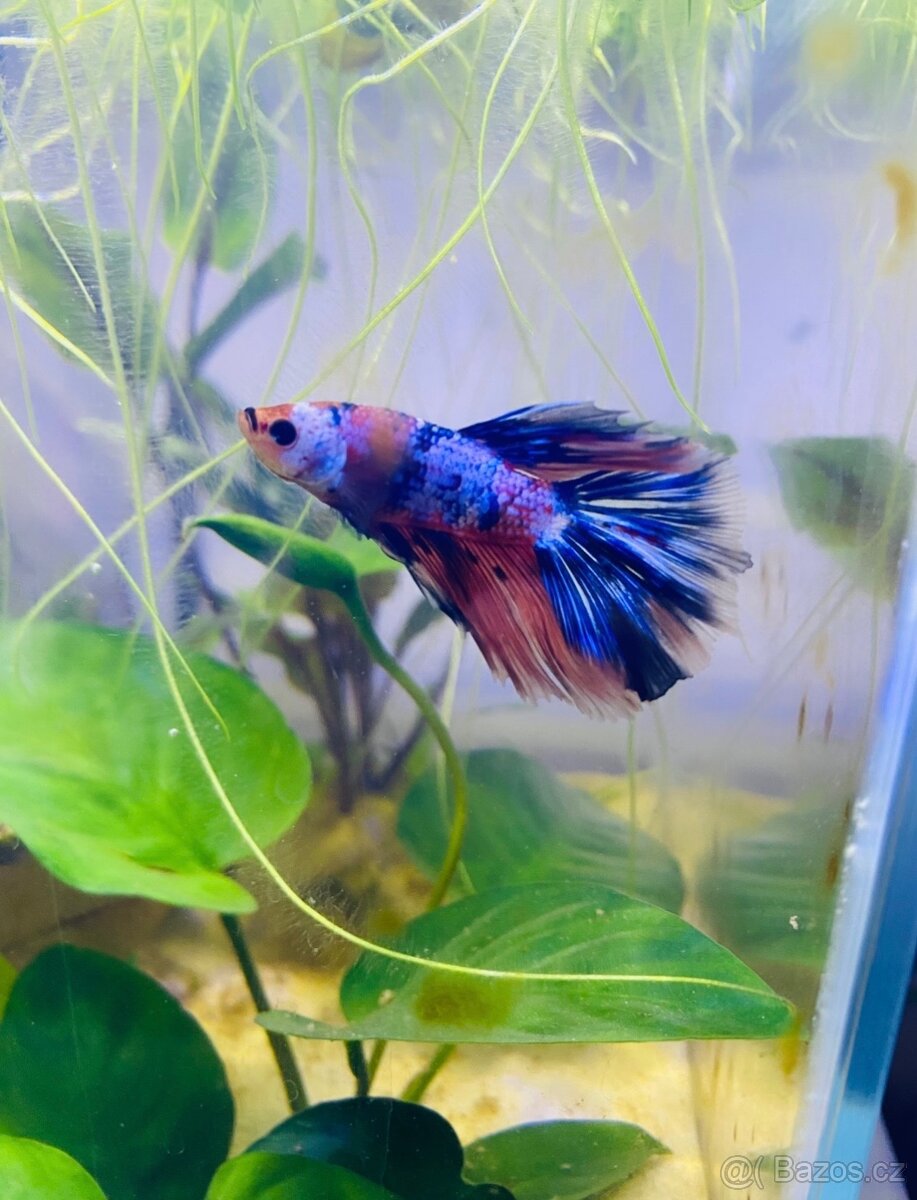 Betta bojovnice