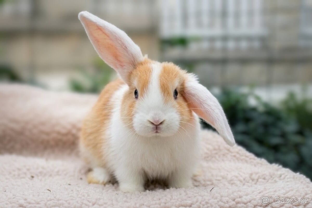Zakrslý beránek – mláďata k odběru 🐰