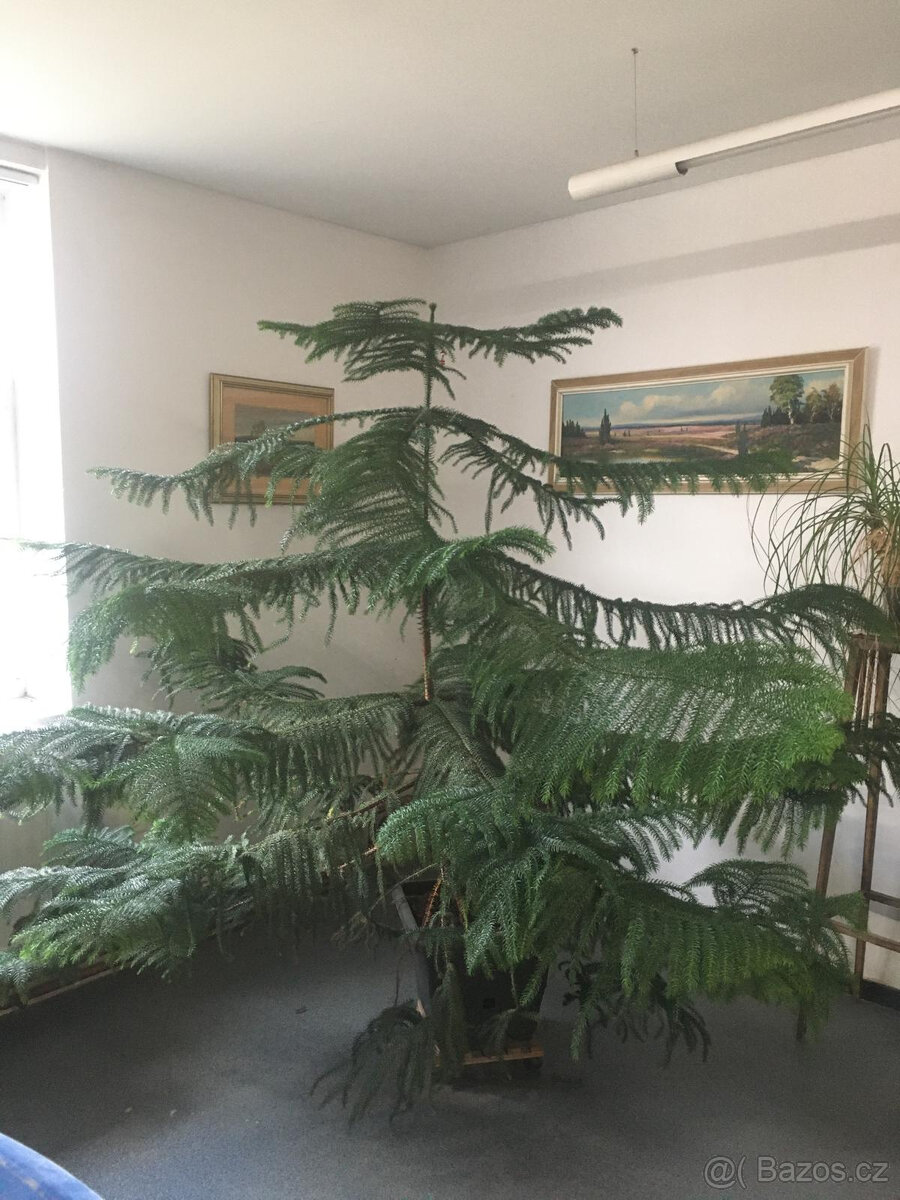 ARAUCARIA HETEROPHYLLA
