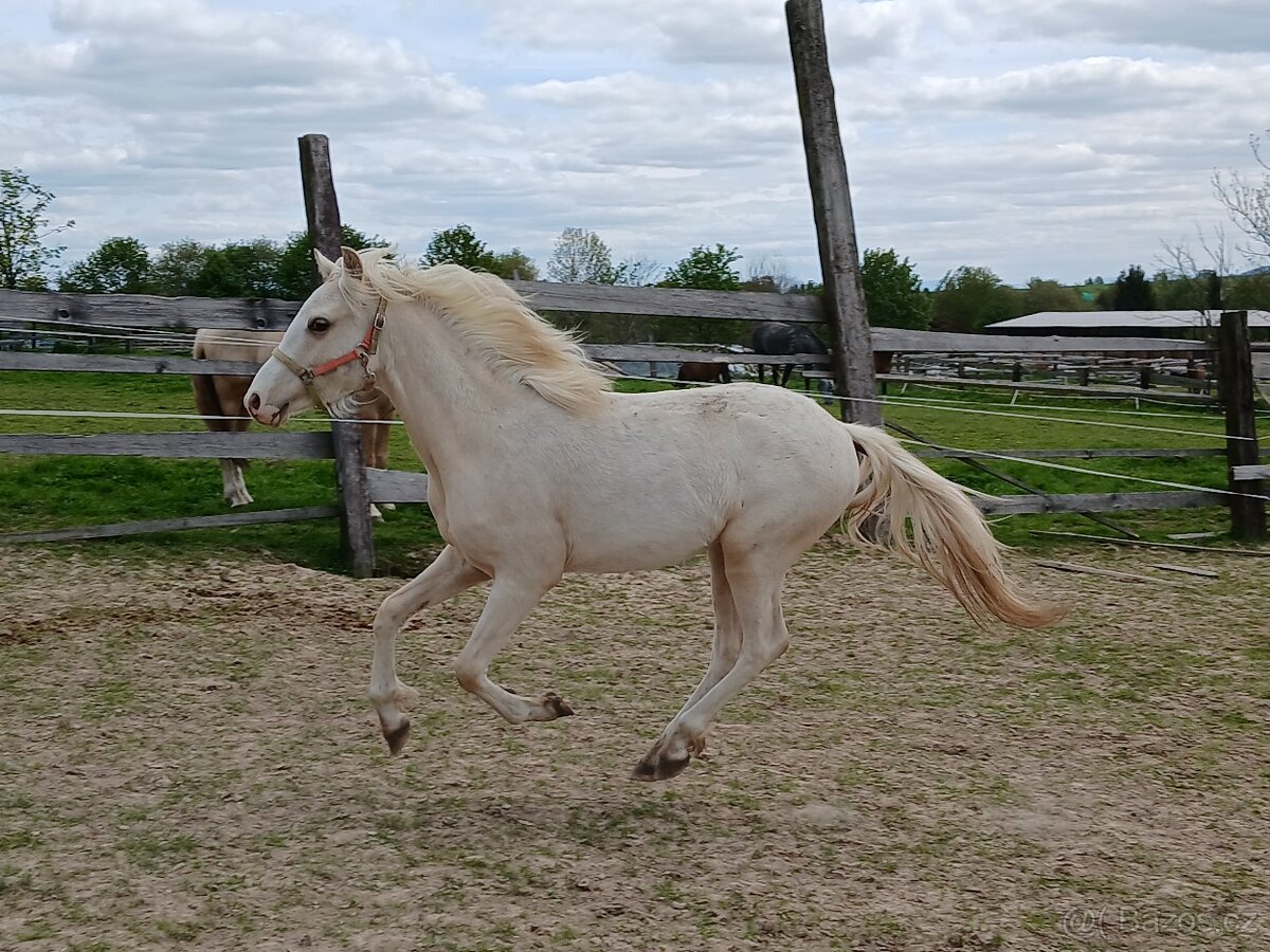 Wels kvh cca 140cm roční