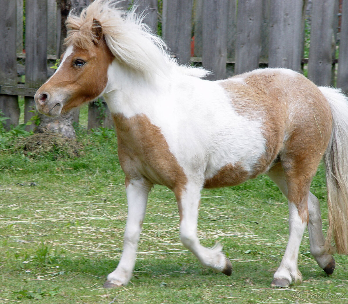 Minihorse - klisna