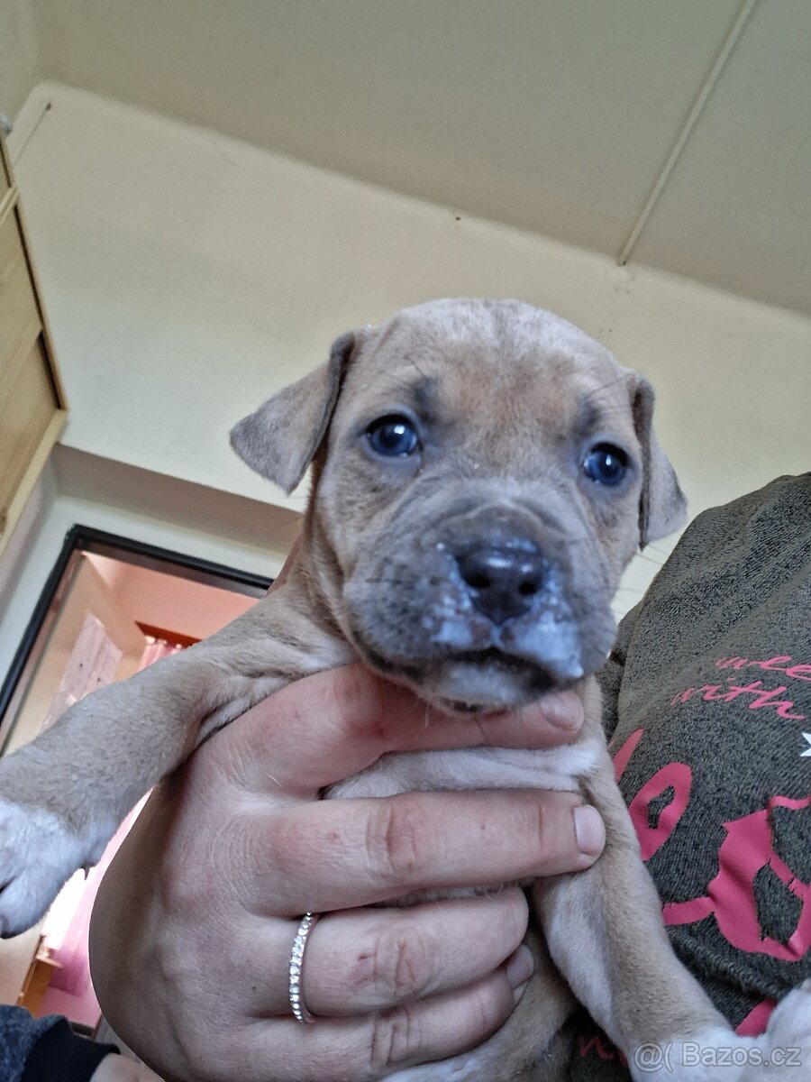 Štěňátka pitbull