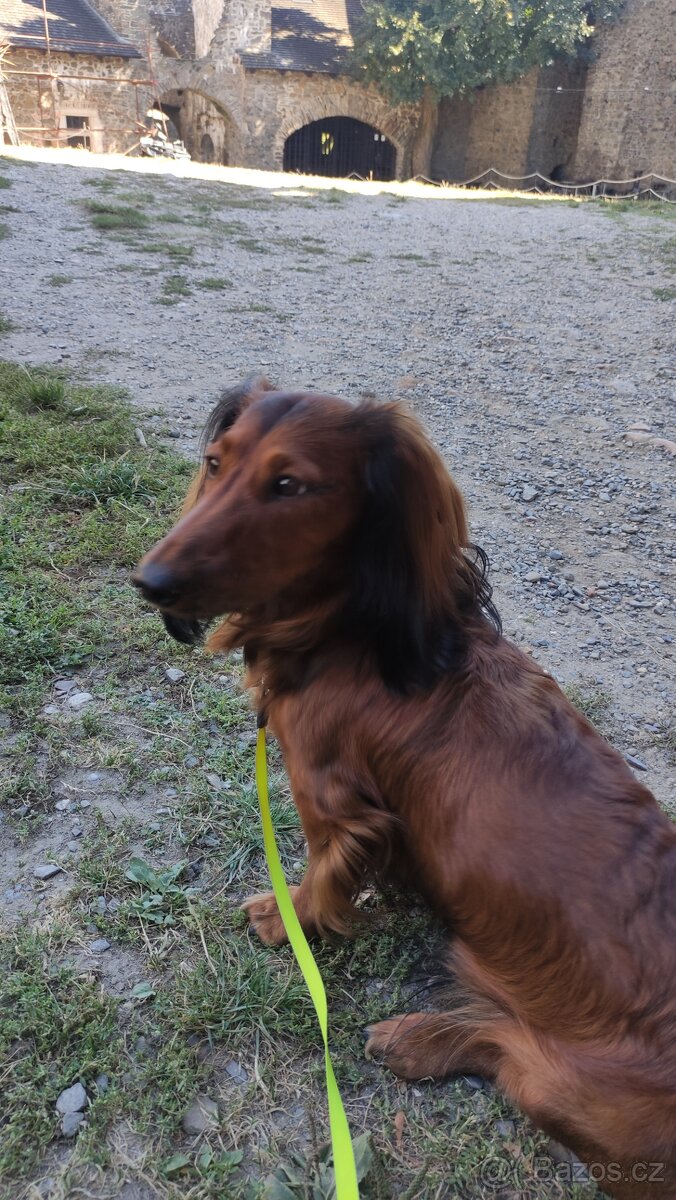 Jezevčík dlouhosrstý standard