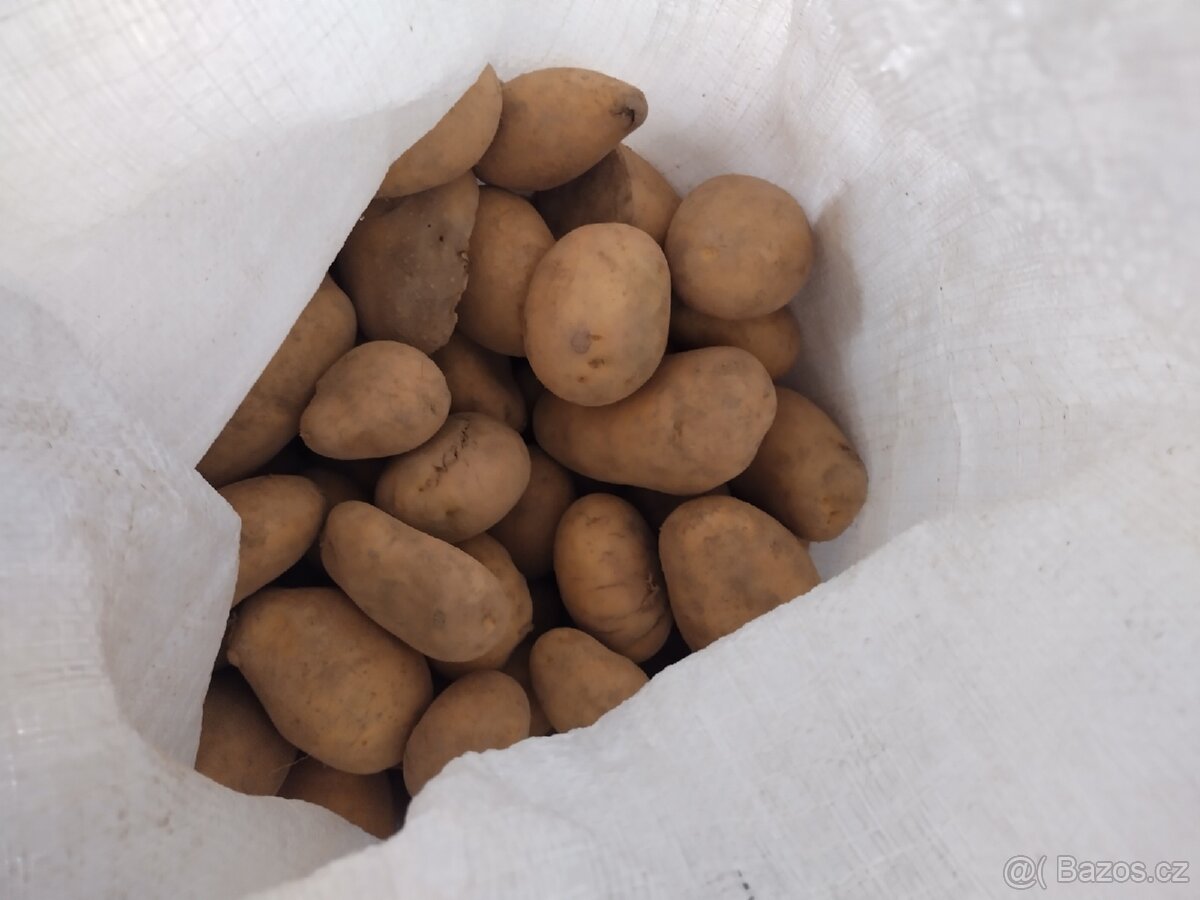 Krmné brambory
