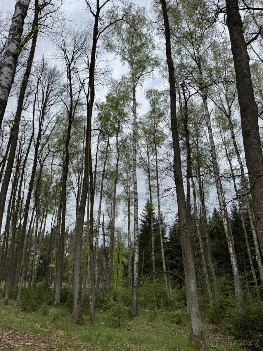 Prodám lesní pozemek v k.ú. Bednáreček