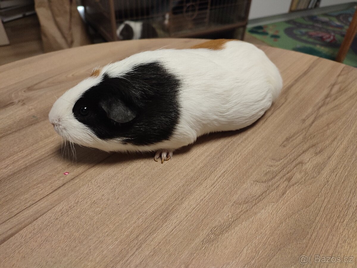 Morče černo bílo hnědé barvy - samice jménem Edina