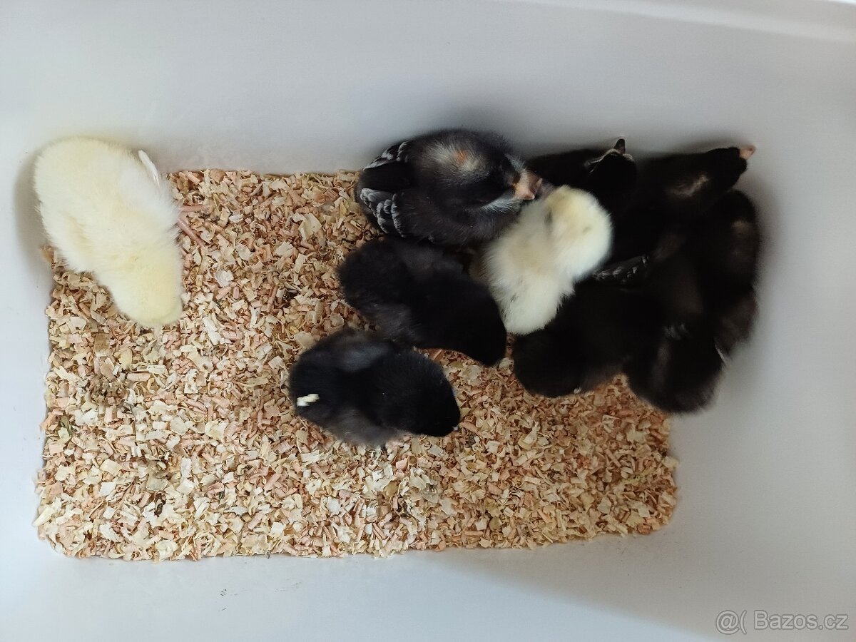 Kuřata dvorkový mix