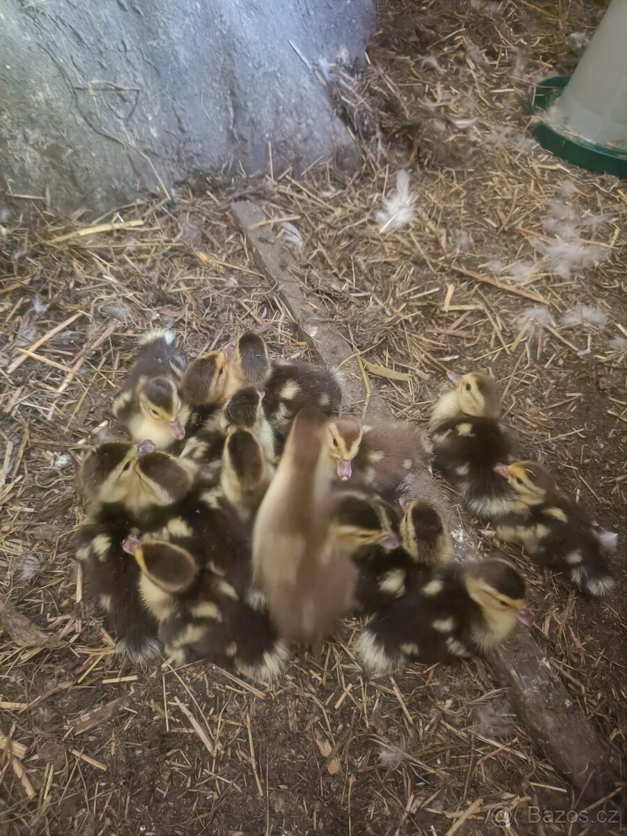 Kachňata kachny pižmové