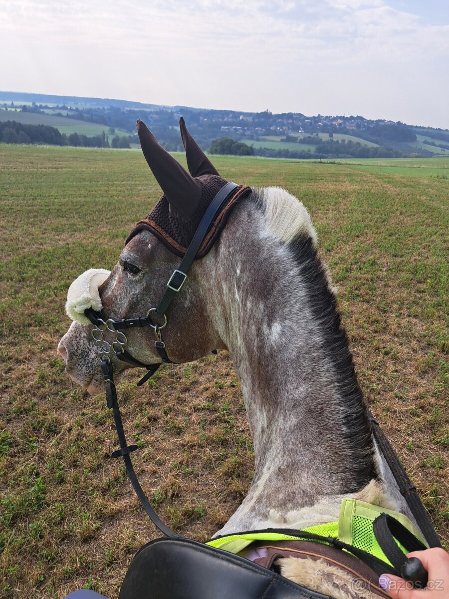 F.R.A. Hackamore uzdečka