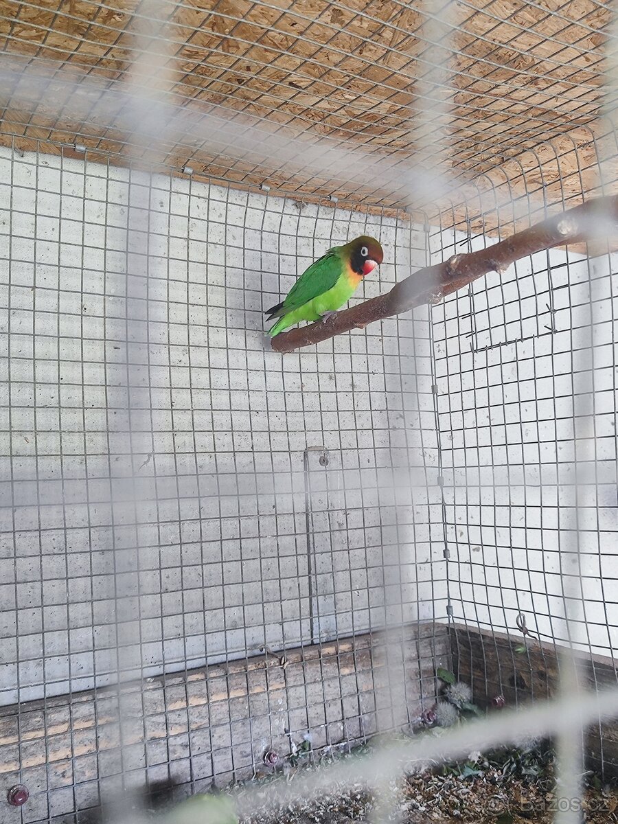 Agapornis hnědohlavý