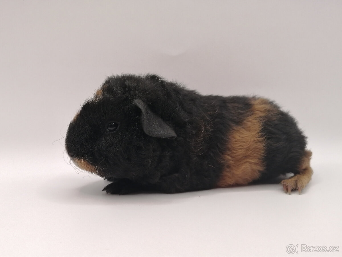 Americký teddy-samička
