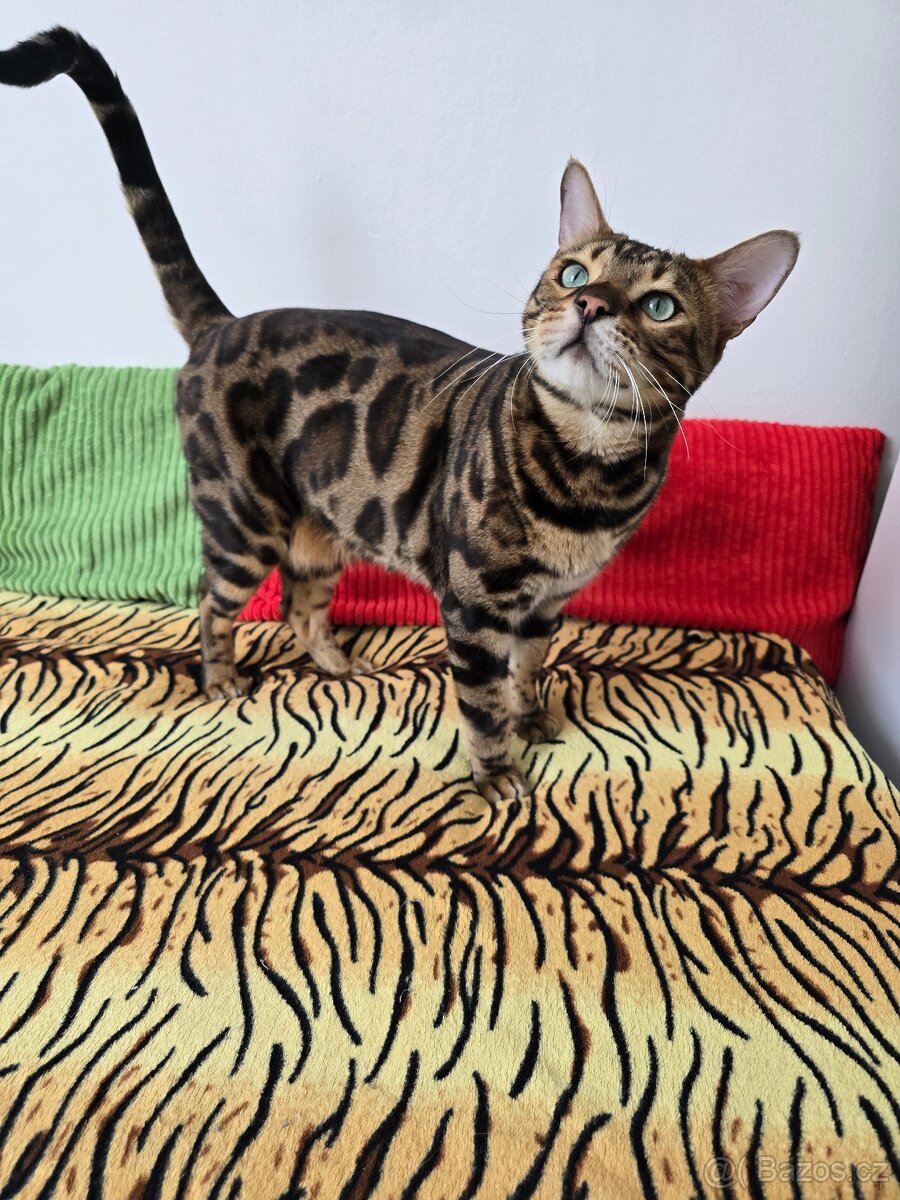 Bengalský kocour