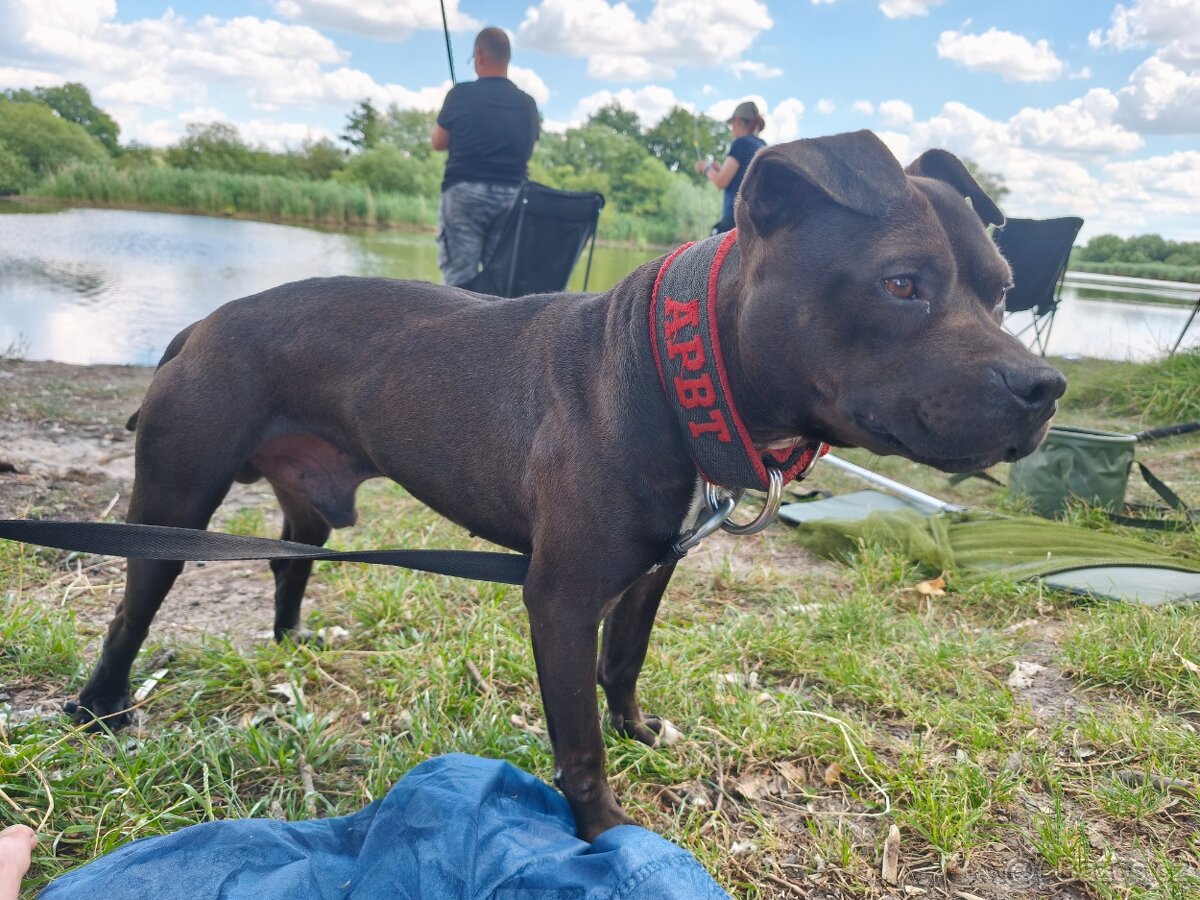 Americký pitbullteriér