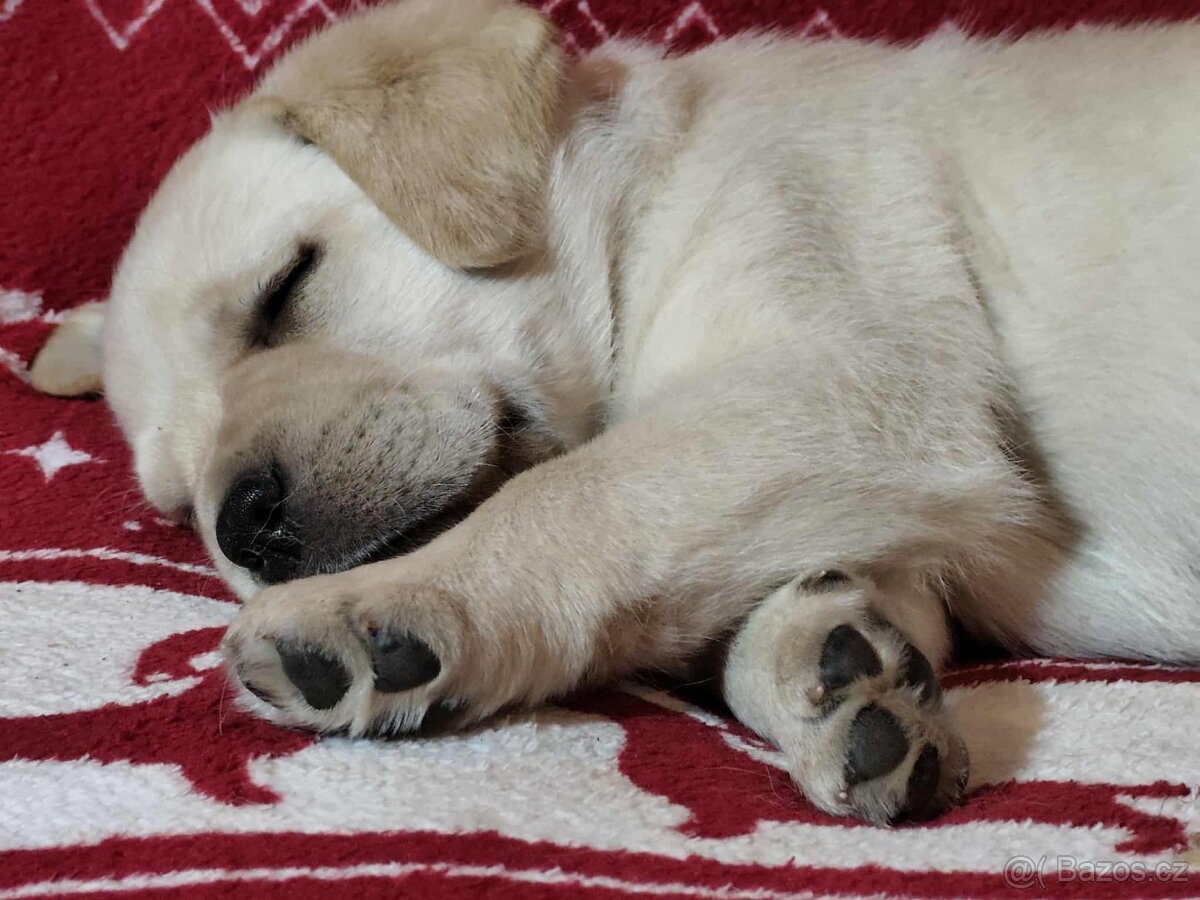 Labradorský retriever