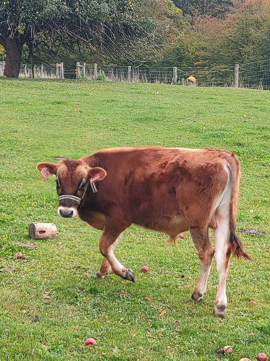 Prodám býčka jersey