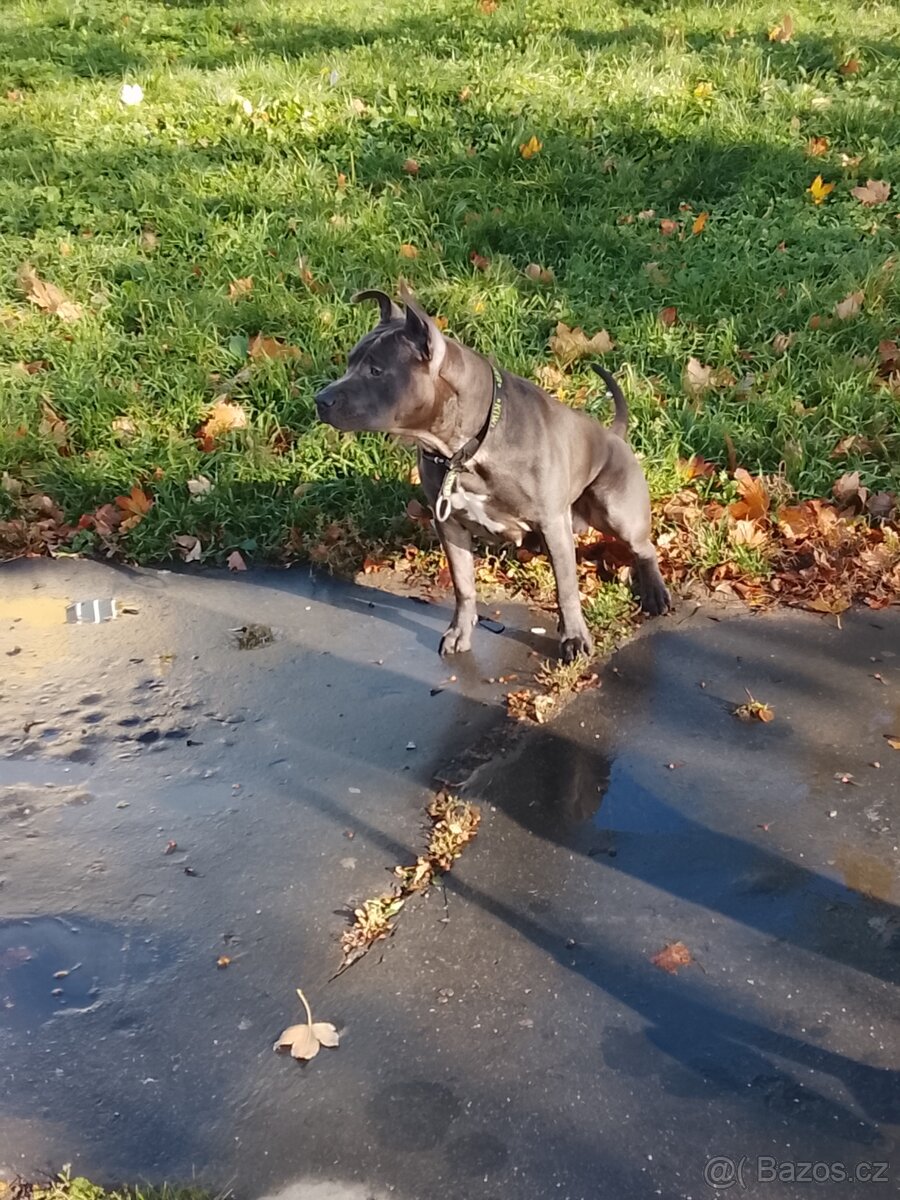 Americký pitbulteriér fena modra 1 rok