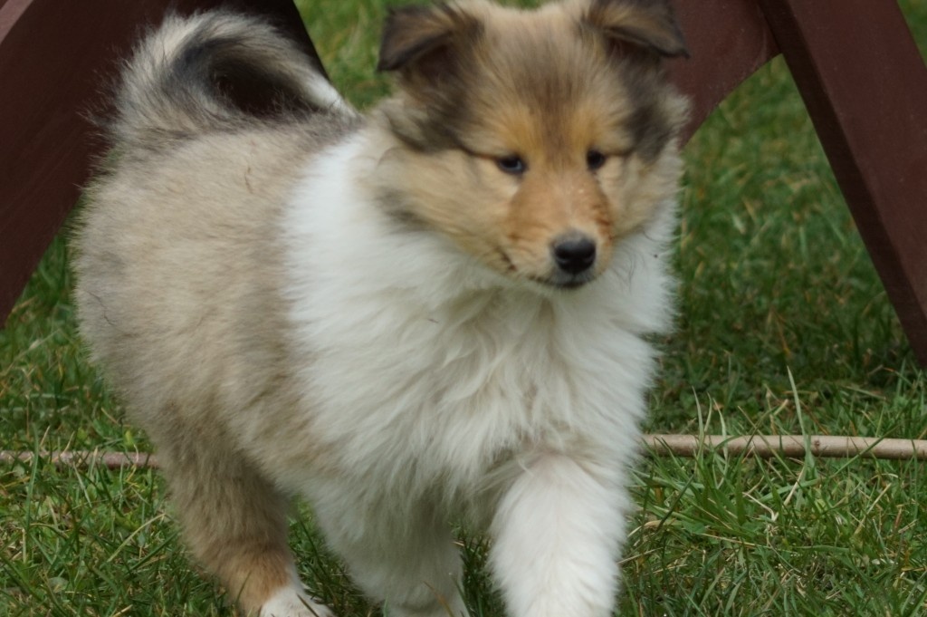 KOLIE DLOUHOSRSTA ZLATA Pes