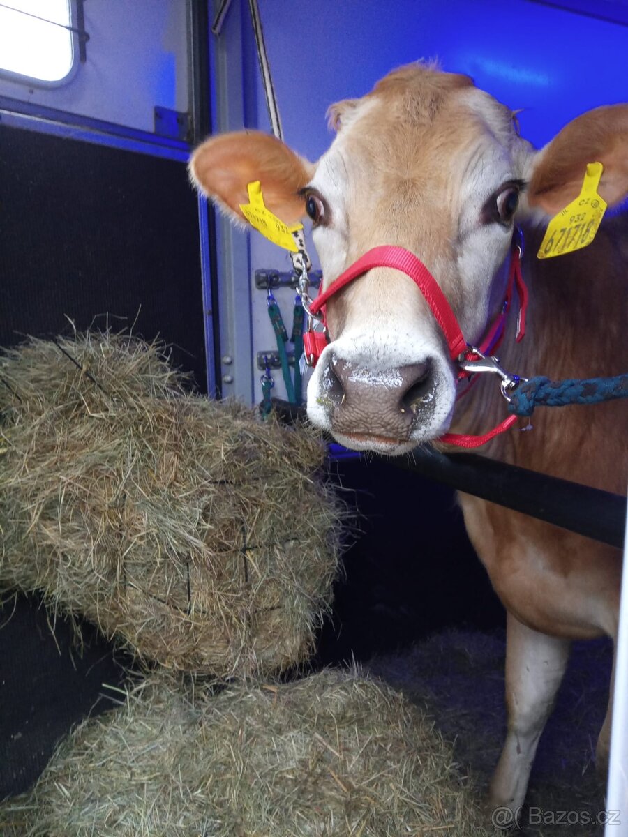 přeprava zvířat - certifikovaný přepravce