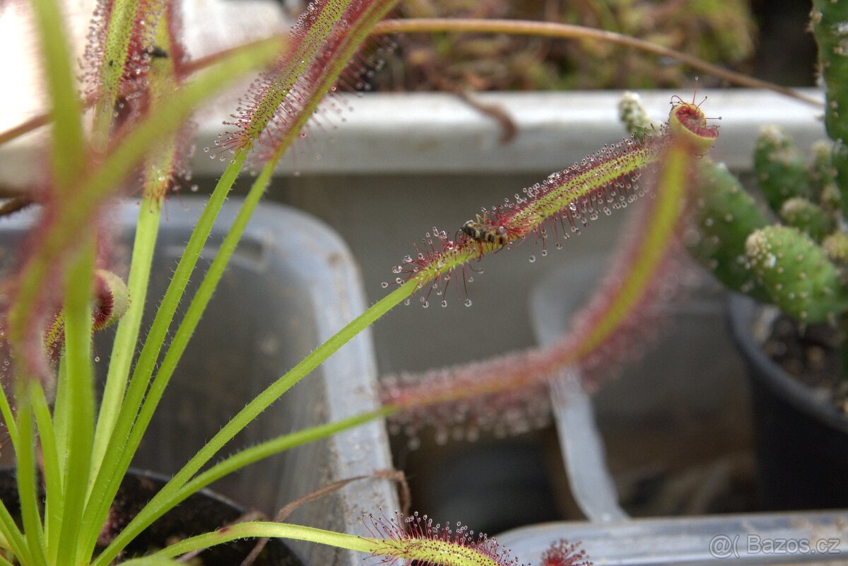 Masožravé rostliny - Rosnatka Kapská