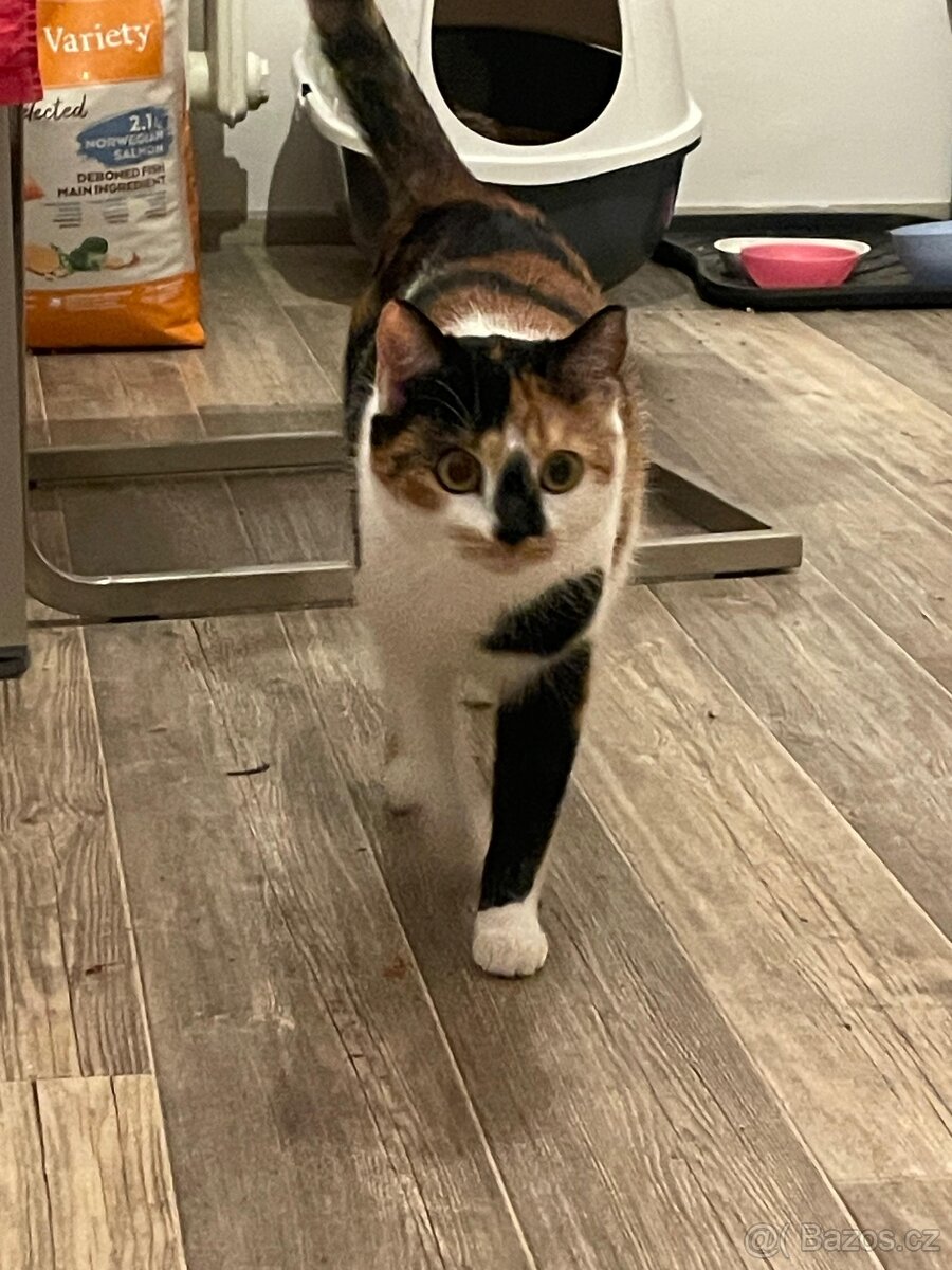 ROZINKA - vykastrovaná kočka