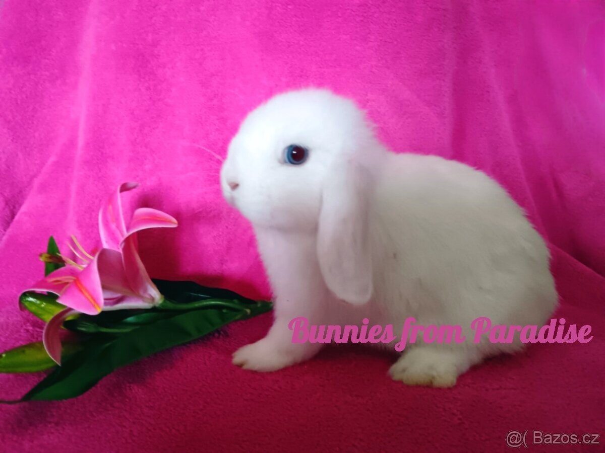 MODROOKÁ SATÉNKA ❤️❤️❤️