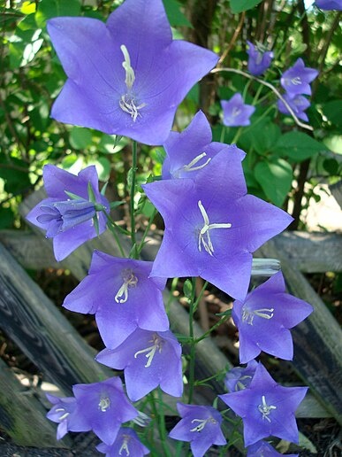 Zvonek broskvolistý - Campanula persicifolia 1000 semen 50 K